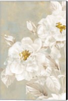 Framed White Rose II