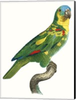 Framed Parrot of the Tropics II