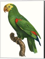 Framed Parrot of the Tropics III