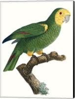 Framed Parrot of the Tropics IV