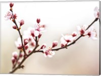 Framed Cherry Blossom Study I