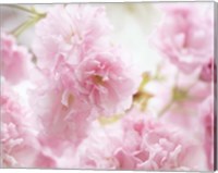 Framed Cherry Blossom Study V