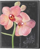 Framed Chalkboard Flower I