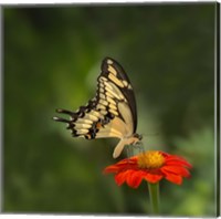 Framed Butterfly Portrait V
