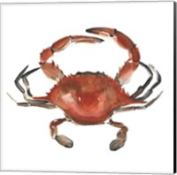 Framed 'Watercolor Crab I' border=