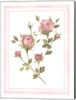 Framed Rose Pattern I