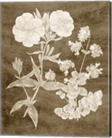 Framed Botanical in Taupe II