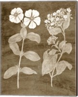 Framed Botanical in Taupe IV
