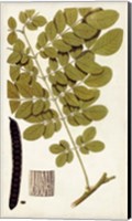 Framed Leaf Varieties I