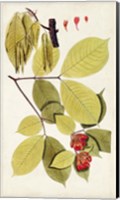 Framed Leaf Varieties II