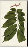 Framed Leaf Varieties III