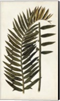 Framed Leaf Varieties VIII