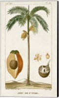 Framed Exotic Palms V