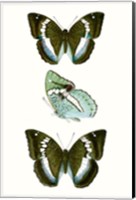 Framed Butterfly Specimen II