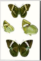 Framed Butterfly Specimen VII