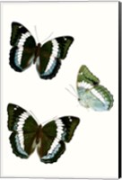 Framed Butterfly Specimen VIII