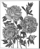 Framed Flowers in Grey VI