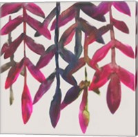 Framed 'Fuchsia Vine I' border=