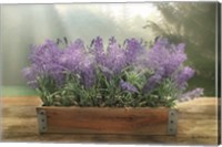 Framed Lavender Planter