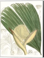 Framed Palm Melange II