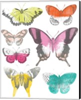 Framed 'Chromatic Butterflies II' border=