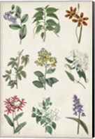 Framed Botanical Chart I