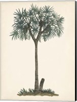 Framed Palm Tree Study III