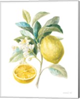 Framed Floursack Lemon III on White
