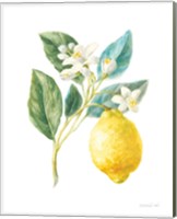 Framed 'Floursack Lemon I on White' border=
