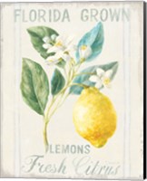 Framed Floursack Lemon I