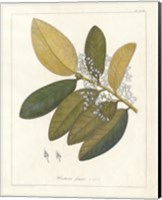 Framed Botanical Heritiera v2