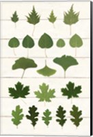 Framed Leaf Chart I Shiplap