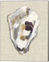 Framed Oyster Shell Study II