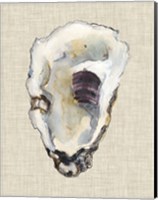 Framed Oyster Shell Study III