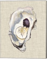 Framed Oyster Shell Study IV