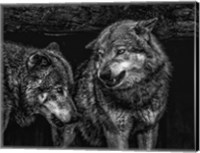 Framed Wolfpack Black & White