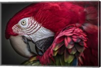 Framed Red Ara Parrot