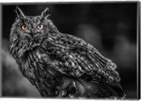 Framed Wise Owl 3 Black & White