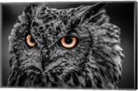 Framed Wise Owl 5 Black & White