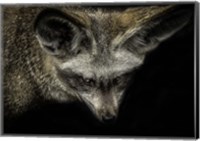 Framed Cute Fox with Big Ears