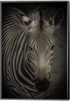 Framed Zebra 5