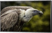 Framed Vulture 3