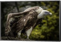 Framed Vulture 5