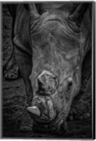 Framed Male Rhino 2 Black & White