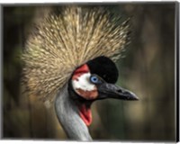 Framed Yellow Crowned Crane 2