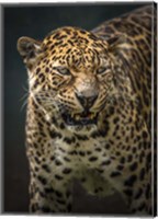 Framed Angry Jaguar 2