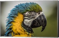 Framed Blue Ara Parrot