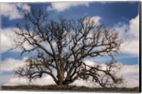Framed Grand Oak Tree III