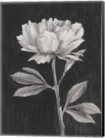 Framed Black and White Flowers III