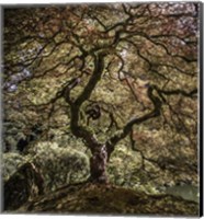 Framed Maple Tree 2